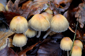 Mycena renati