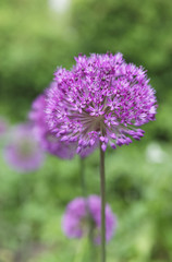  pink flower in a ball