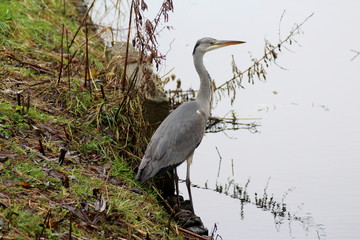 Blue heron