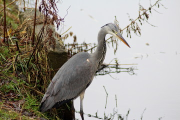 Blue heron