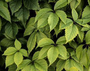 Fototapeta na wymiar Background of ivy leaves. Green plant texture