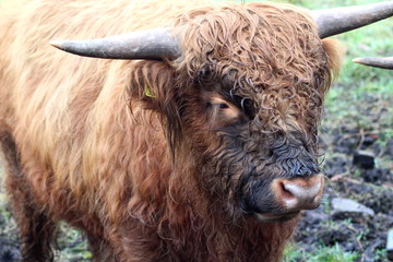 Highland cattle