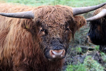 Highland cattle