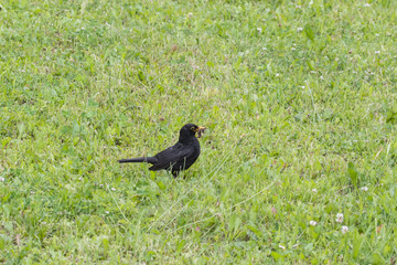 A male blackbird in the grass with a beak meal.