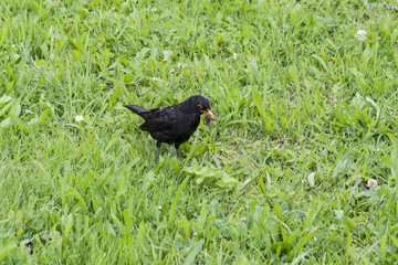 A male blackbird in the grass with a beak meal.