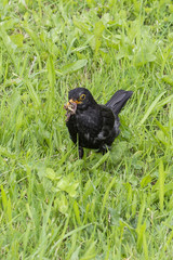 A male blackbird in the grass with a beak meal.