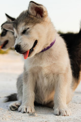 Puppies of the Alaskan malamula