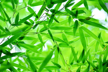 Green leaves of bamboo