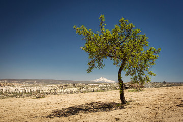 Single tree in the middle of day with Goreme City in background. Cappadocia, Turkey