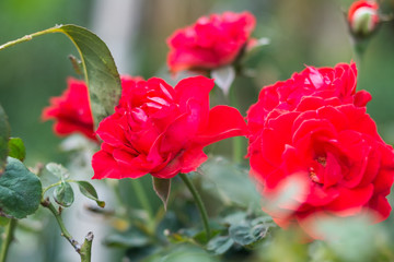 Beautiful red roses  on the Branch in a garden