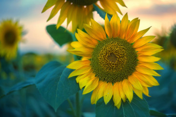 Field of sunflowers during sunset