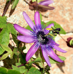 Passiflora violacea; Violette; Passionsblume; Kletterpflanze, Heilpflanze