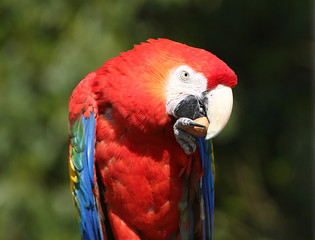 South American Scarlet Macaw (Ara Macao) eating a nut held in his claw.