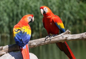 Pair of South American Scarlet Macaws (Ara Macao) a male and a female.