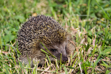 Young prickly hedgehog in green grass