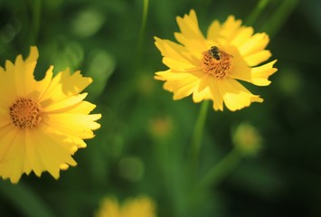Bee full of nectar on yellow flower 