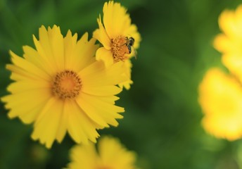 Bee full of nectar on yellow flower  © skysha