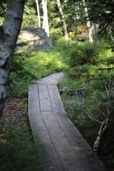 ścieżka szlak leśny