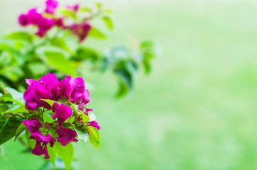 Pink bougainvillea flowers