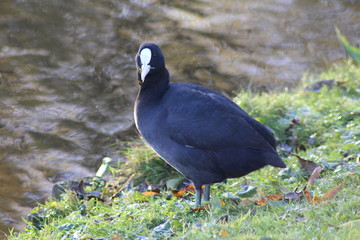 Earasian coot