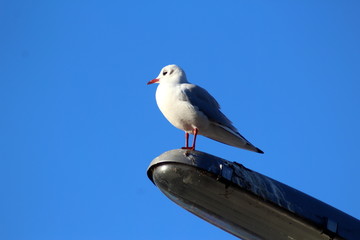 black headed gull