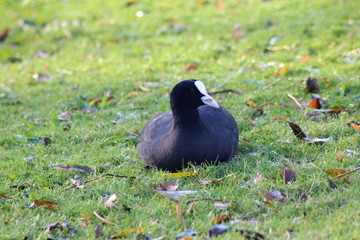 Earasian coot
