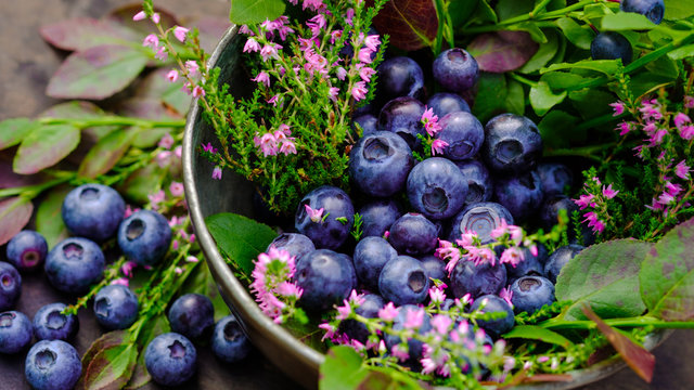 Blueberry antioxidant organic superfood in a bowl