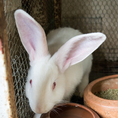 Naklejka premium White rabbit in the cage