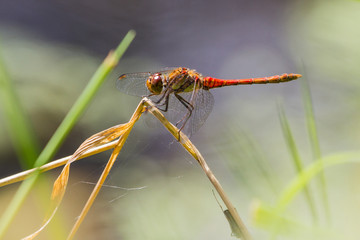 Female Common Darter Dragonfly in British Summer