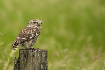 Little Owl on Fence Post (athene noctua)