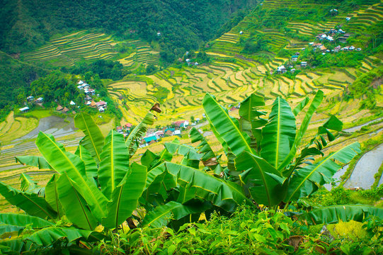 2 banana plants overlooking Batad village and rice terraces in ifugao, Philippines
