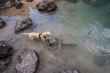cucciolo di Golden Retriever che gioca nel lago