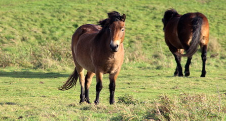 Wild exmoor ponies