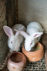 Naklejka premium White rabbits in the cage