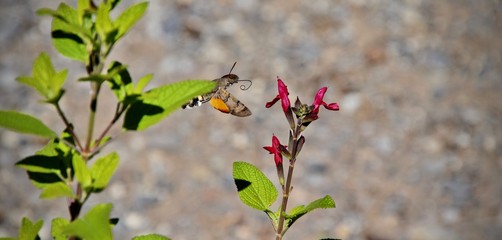 Montagne refuge ballade colibris et papilons course VTT paysages , refuge de montagne