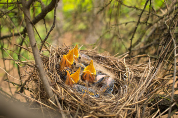 Young birds in the nest in a tree.