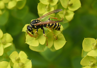Wespe; Vespula; germanica