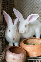 Naklejka premium White rabbits in the cage