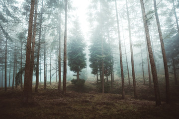 Road in misty forest