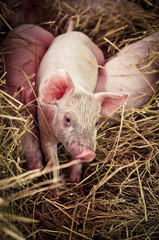 Cute baby pig in farm