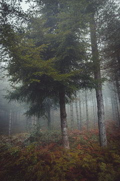 Road in misty forest