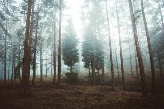 Road in misty forest
