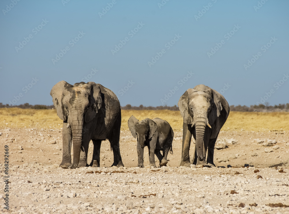 Wall mural two elephants and baby