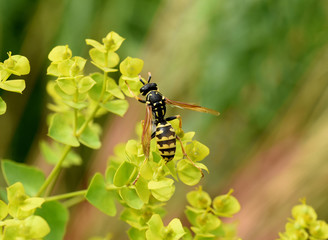 Wespe; Vespula; germanica