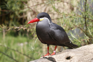 Inkaseeschwalbe (Larosterna inca)