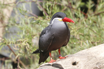 Inkaseeschwalbe (Larosterna inca)
