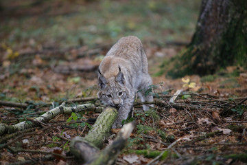 Eurasischer Luchs oder Nordluchs (Lynx lynx) im Herbstwald