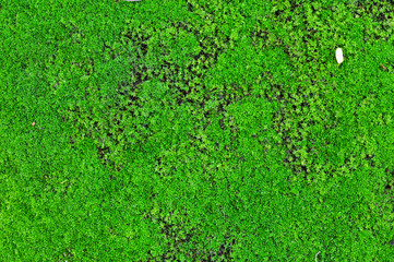 moss texture background