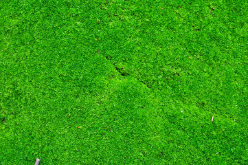moss texture background