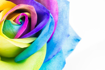 Bunte Rose in Regenbogenfarben auf weißem Hintergrund mit Textfreiraum